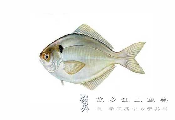 刺鲳 Psenopsis anomala  cì chāng  