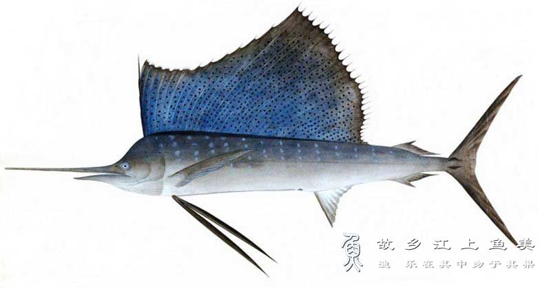 旗鱼 Istiophorus platypterus qí yú 