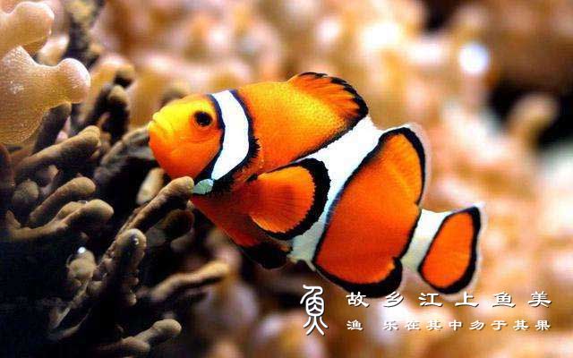 小丑鱼 Amphiprioninae  xiǎo chǒu yú 