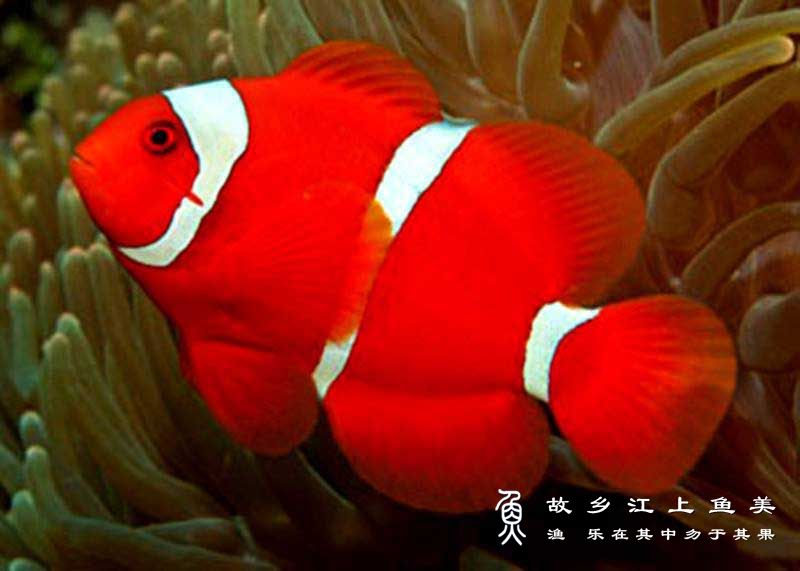 红小丑鱼 Amphiprion frenatus hóng xiǎo chǒu yú