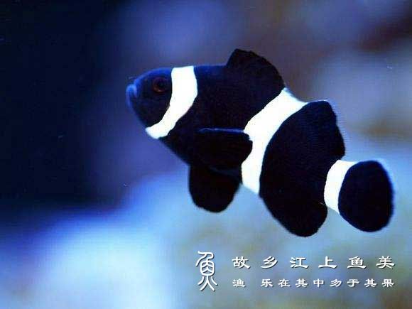 黑豹小丑鱼 Amphiprion pereula hēi bào xiǎo chǒu yú 