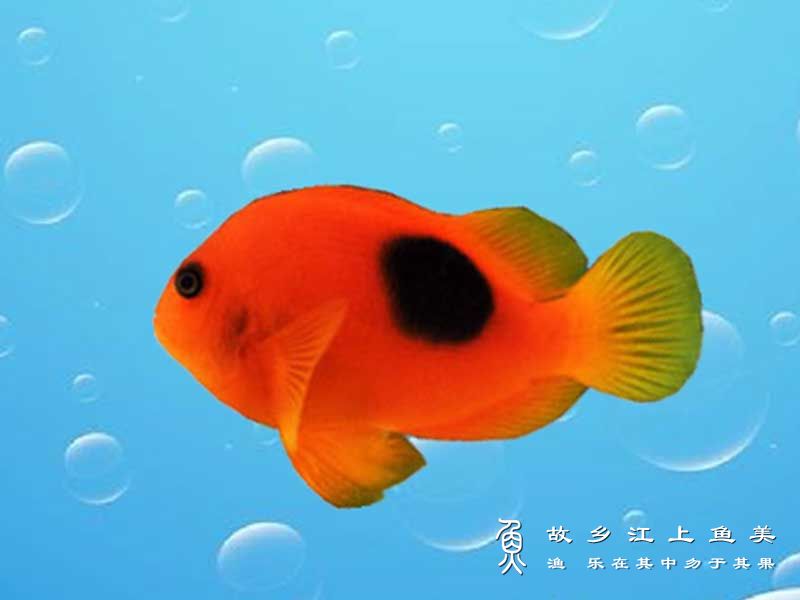 印度红小丑 Amphiprion ephippium（Bloch，1790） yìn dù hóng xiǎo chǒu 