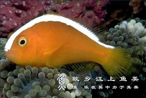 背纹双锯鱼 Amphiprion akallopisus (Bleeker, 1853) bèi wén shuāng jù yú 