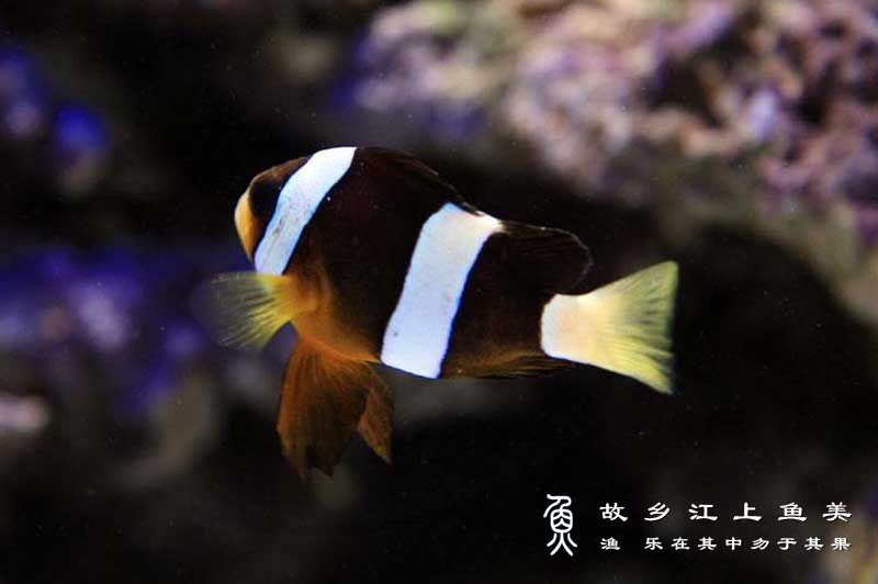 太平洋双带小丑 Amphiprion chrysopterus tài píng yáng shuāng dài xiǎo chǒu 