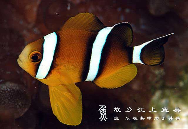 太平洋三带小丑 Amphiprion tricinctus tài píng yáng sān dài xiǎo chǒu 