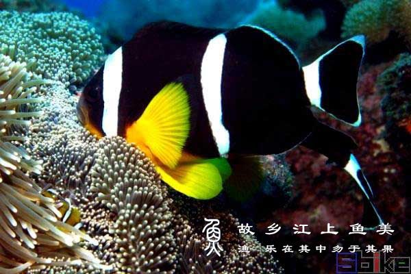 毛里求斯三带小丑 Amphiprion chrysogaster máo lǐ qiú sī sān dài xiǎo chǒu 