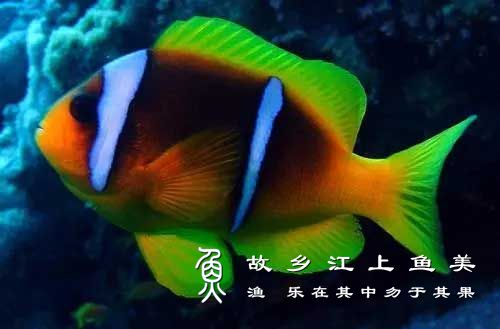 红海双带小丑 Amphiprion bicinctus hóng hǎi shuāng dài xiǎo chǒu 