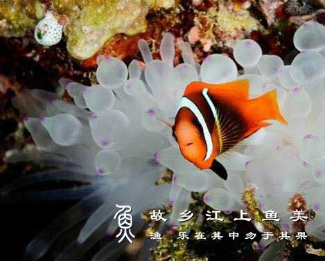 查戈斯双带小丑 Amphiprion chagosensis chá gē sī shuāng dài xiǎo chǒu 