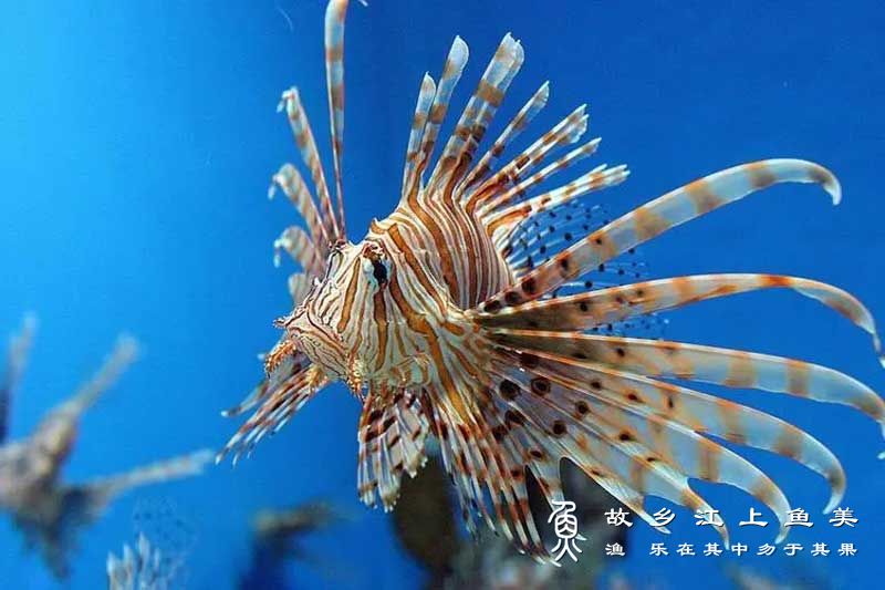 蓑鲉 Pterois volitans  suō yóu 