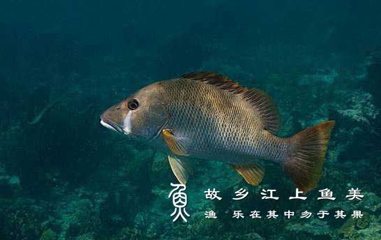 牛头鱼 Geophagus steindachneri niú tóu yú 