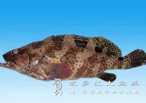 石斑鱼 Epinephelinae shí bān yú 石斑鱼分类大全