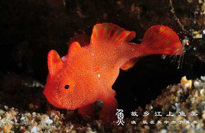 绒冠躄鱼 Antennarius pictus (Shaw, 1794) róng guàn bì yú 