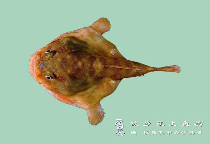 钱斑躄鱼 Antennarius nummifer qián bān bì yú 