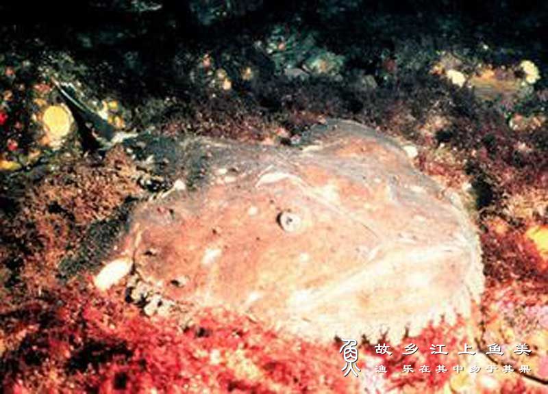 美洲鮟鱇 Lophius americanus měi zhōu ān kāng