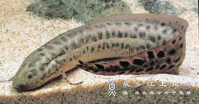 原鳍鱼 Protopterus anne