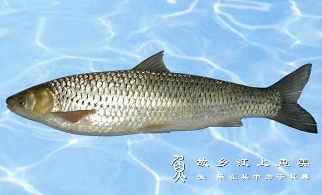 赤眼鳟 Squaliobarbus curriculus chì yǎn zūn