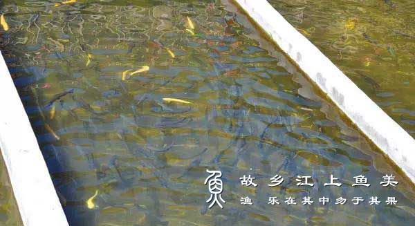 赤眼鳟培育养殖技术及注意事项解读