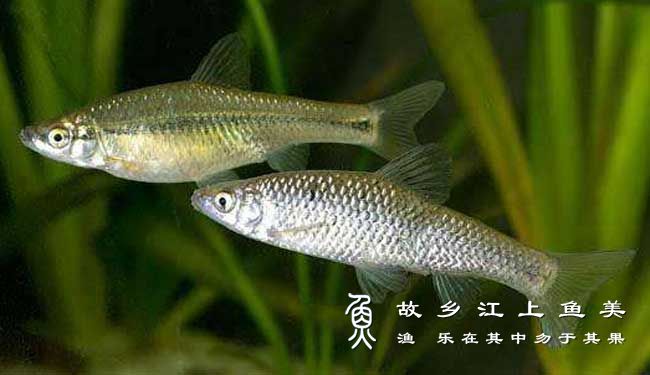 麦穗鱼 Pseudorasbora parva mài suì yú 