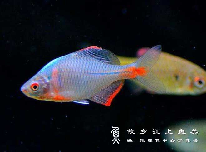 鳑鲏 Rhodeinae páng pí