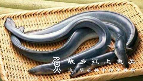白鳝和黄鳝有什么区别有哪些？【科普】