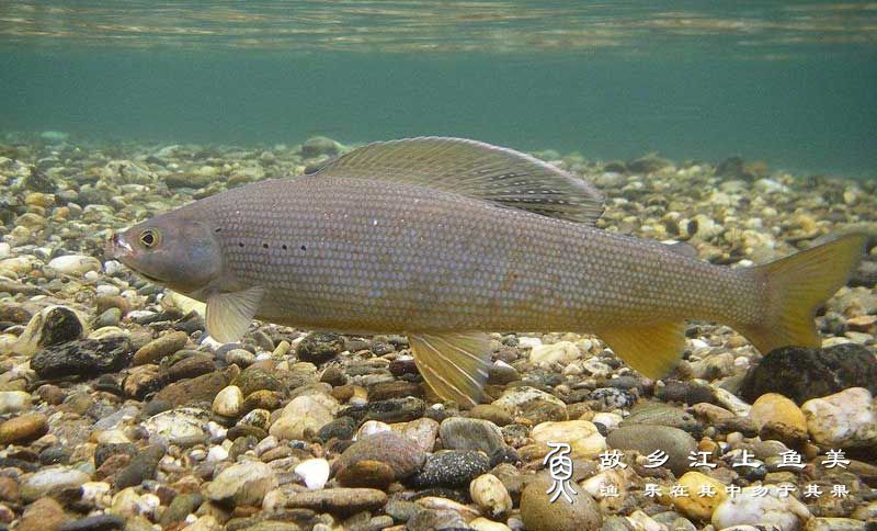 茴鱼 Thymallus arcticus arcticus huí yú