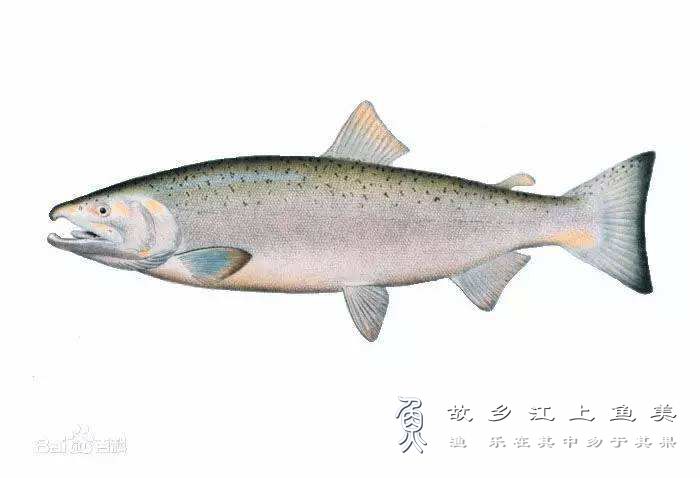 大马哈鱼 Oncorhynchus keta dà mǎ hā yú 