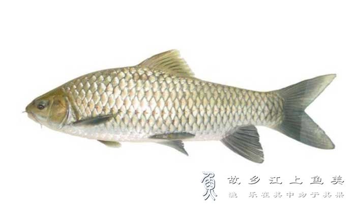 中华锯倒刺鲃 Spinibarbus sinensis zhōng huá jù dǎo cì bā 