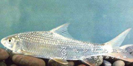 白甲鱼的繁殖技术与养殖技术技巧注意事项