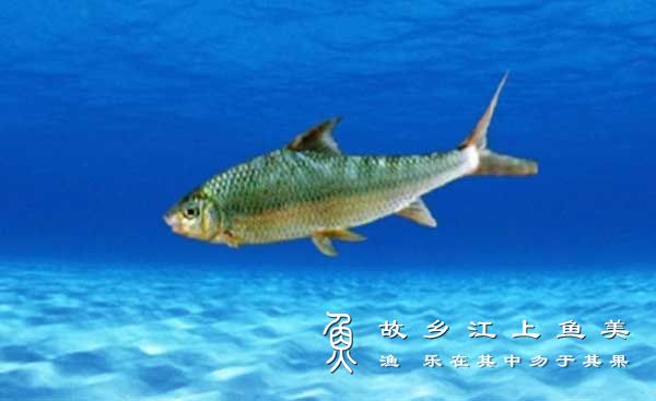 白甲鱼的种类分类品种图片大全