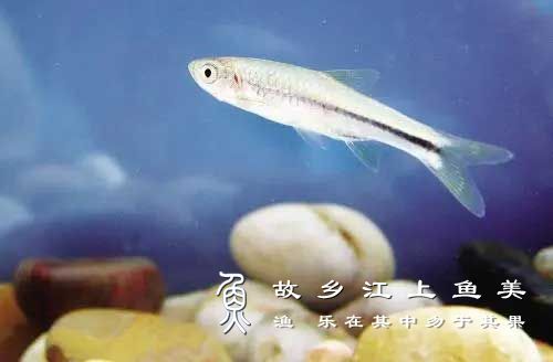 波鱼 Rasborasteineri(Nichols et C.H.Pope, 1927) bō yú
