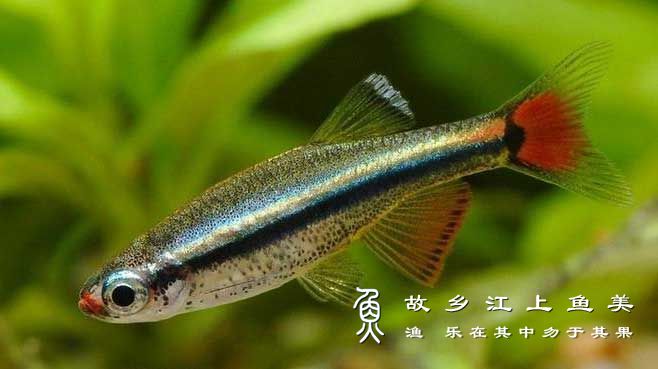 唐鱼 Tanichthys albonu