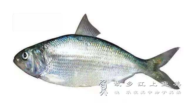 鲥 Tenualosa reeve sii 