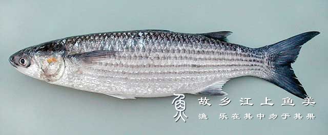 鲻鱼 Mugil cephalus【zī yú 】