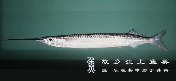 鱵鱼 Hemirhamphus sajo