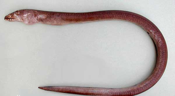 非洲鳗  Anguilla mossambica【fēi zhōu  mán  】