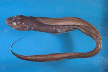菲律宾鳗 Anguilla mormorata【fēi lǜ bīn mán 】菲律宾深海尾鳗
