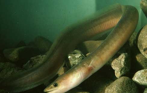 印尼鳗 Anguilla bicolor Pacifica【yìn ní mán】