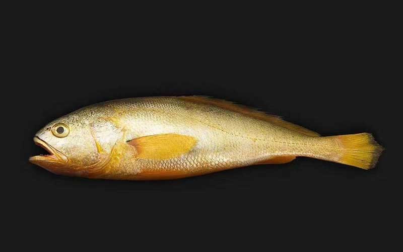 大黄鱼 Larimichthys cro