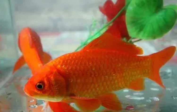 红鲫鱼 Red crucian carp 【hóng jì yú 】
