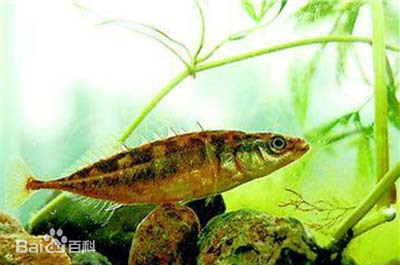 刺鱼 stickleback【cì yú 】