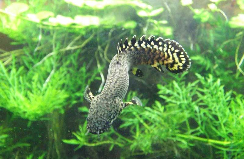 多鳍鱼 Polypterus bichir Geoffroy 【duō qí yú】