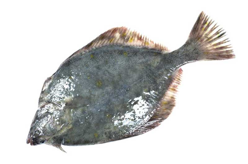鲽鱼 Pleuronichthys co