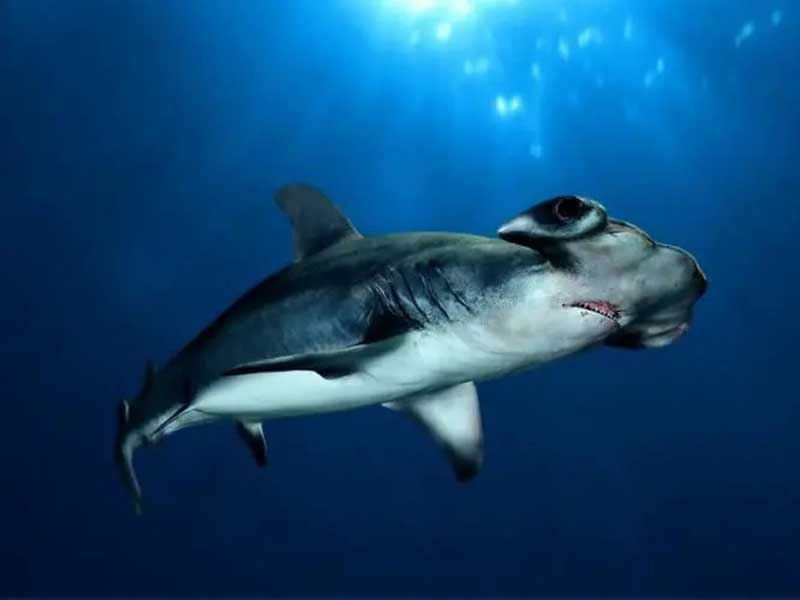 皱鳃鲨 Chlamydoselachus anguineus(Garman,1884)【zhòu sāi shā 】