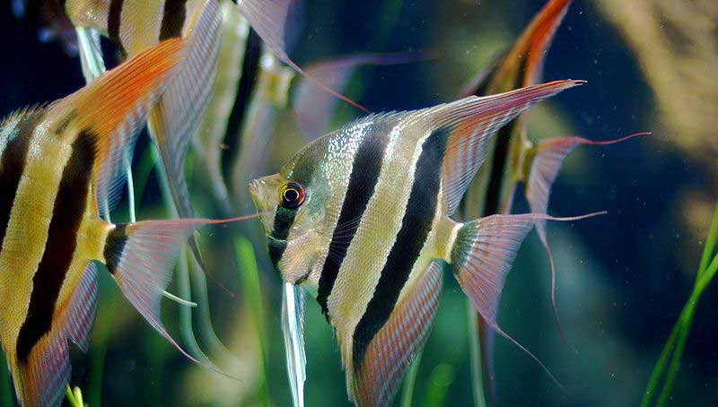 天使鱼 Pterophyllumeime