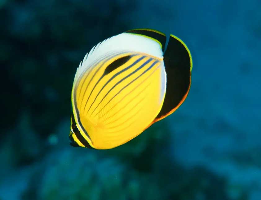 红海蝴蝶鱼 Chaetodon aust