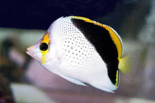 斜蝴蝶鱼 Chaetodon decli