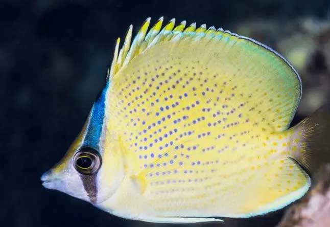 密点蝴蝶鱼 Speckled Butterflyfish mì diǎn hú dié yú 