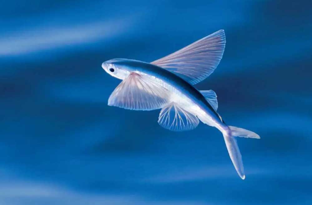 飞鱼 flying fish fēi yú