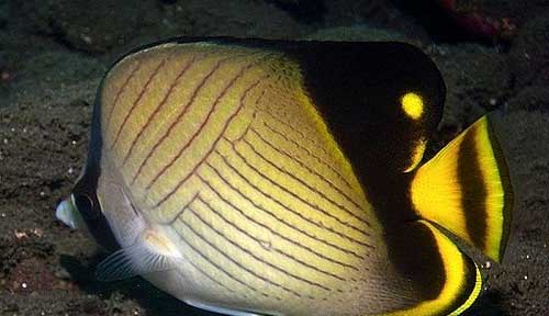 横纹蝴蝶鱼 Indian vagabond butterflyfish héng wén hú dié yú