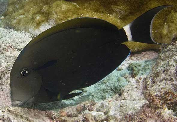 橘色刺尾鱼 Acanthurus aur